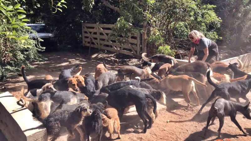 “El maltrato animal es la punta del iceberg; detrás de un caso hay muchísimas falencias en el entorno”