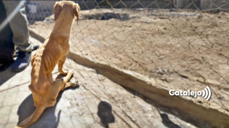 Maltrato animal en San Juan: omisiones estatales y un proteccionismo que lo da todo