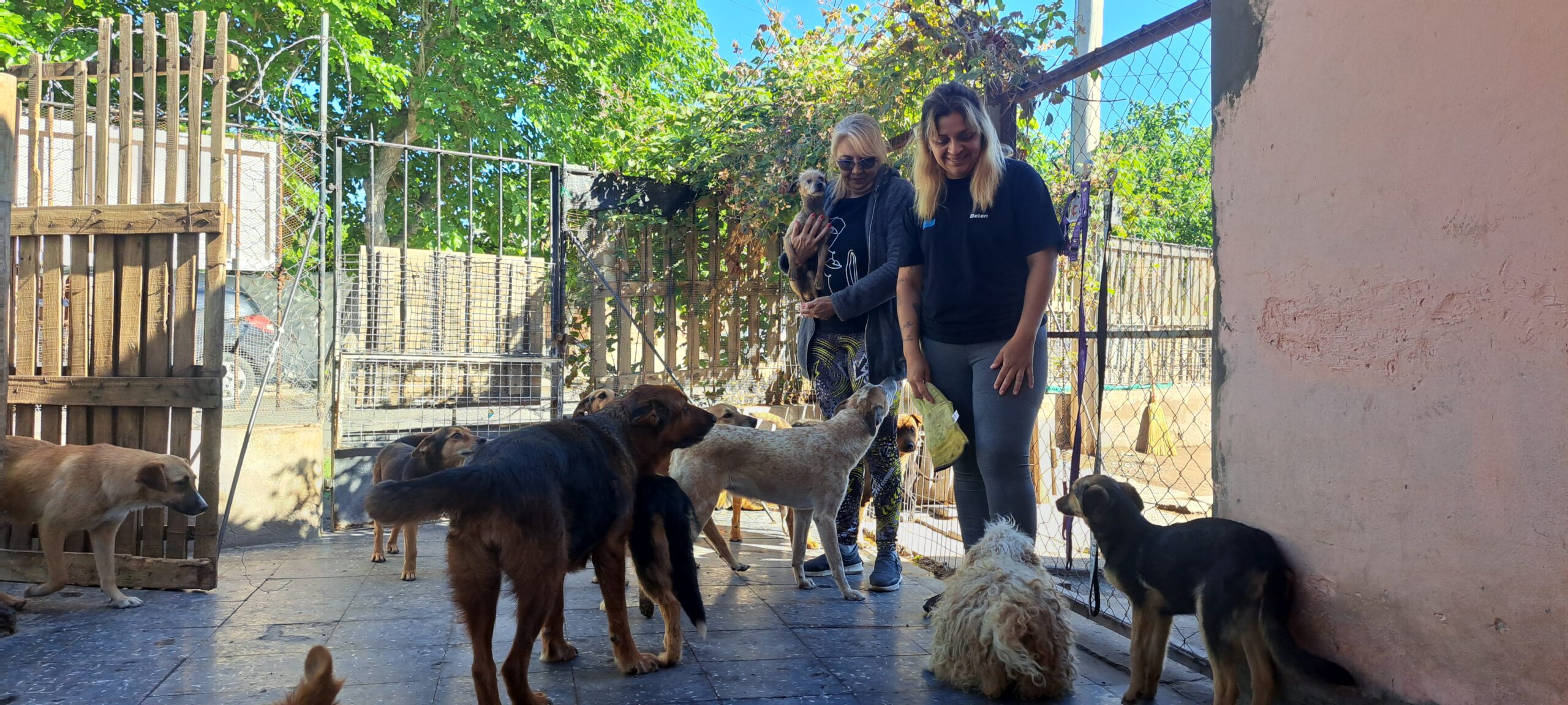 Maltrato animal: “No tenemos una buena respuesta ni de la Justicia ni del gobierno”