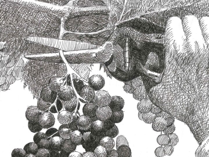 Más allá del vino: la reconfiguración del mapa vitícola sanjuanino 